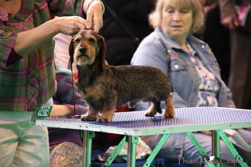 Crufts2011_2 599.jpg